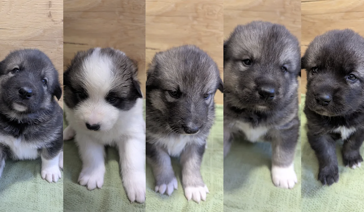 Five puppies.