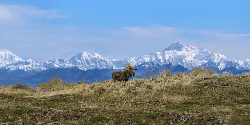 Sail Alaska & SAVE During Holland America’s Anniversary Sale