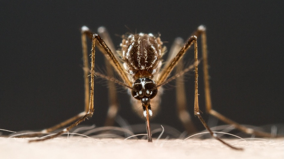 A mosquito feeding (Alex Wild)