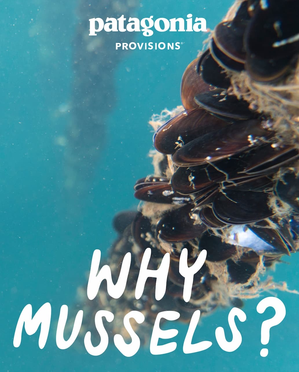 Patagonia Provisions Why Mussels