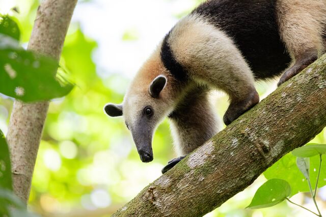 An anteater in the jungle