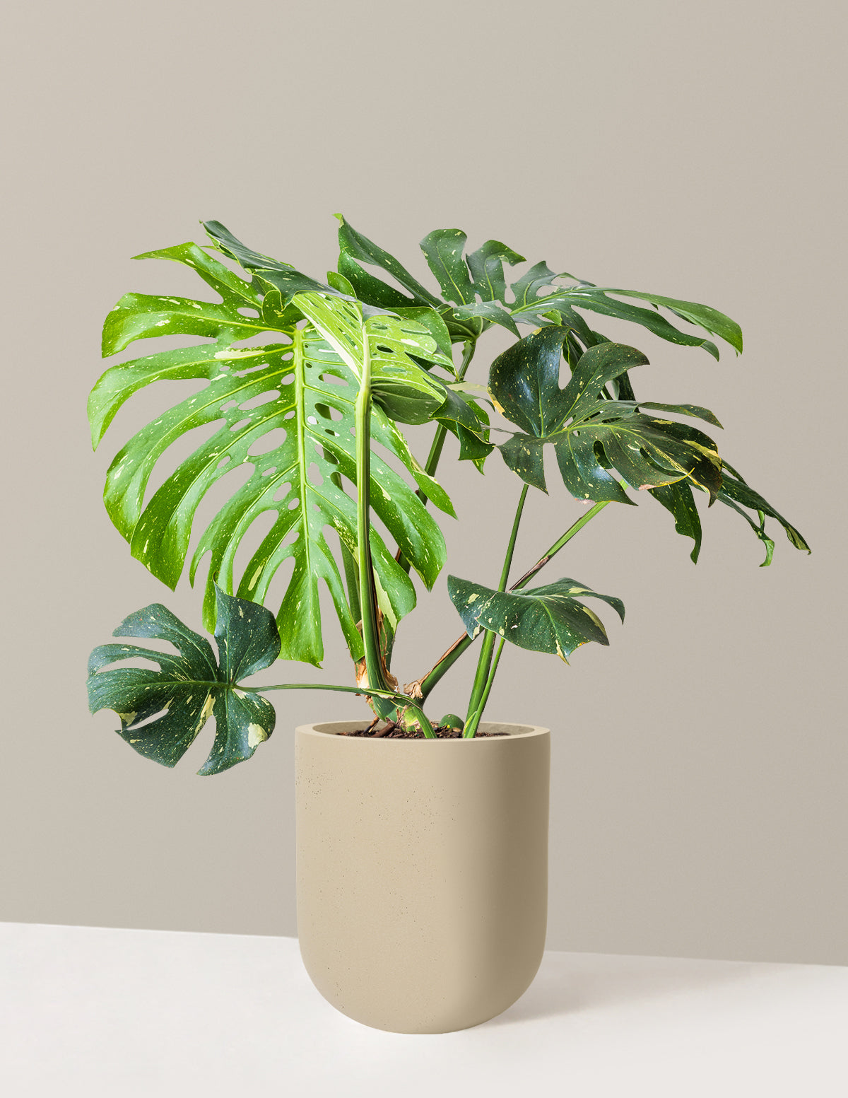 Image of Monstera Thai Constellation