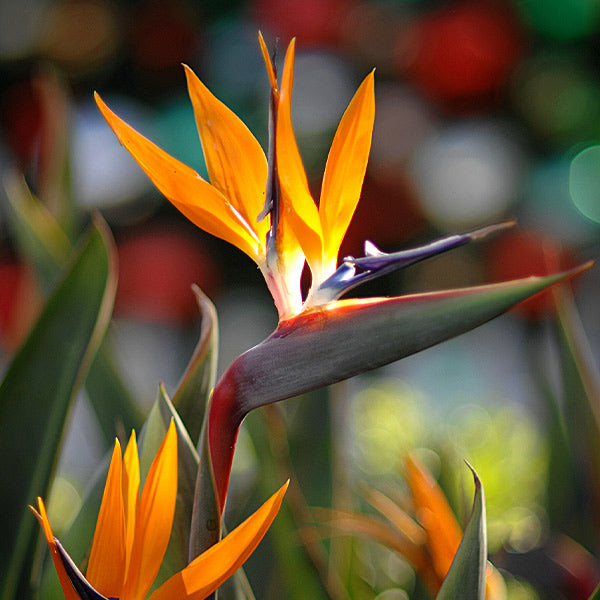 Image of Orange Bird of Paradise