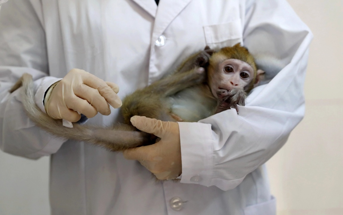 	A lab technician holds a gene-edited macaque with circadian rhythm disorders, which was used to make five cloned monkeys, in a lab at the Institute of Neuroscience of Chinese Academy of Sciences in Shanghai