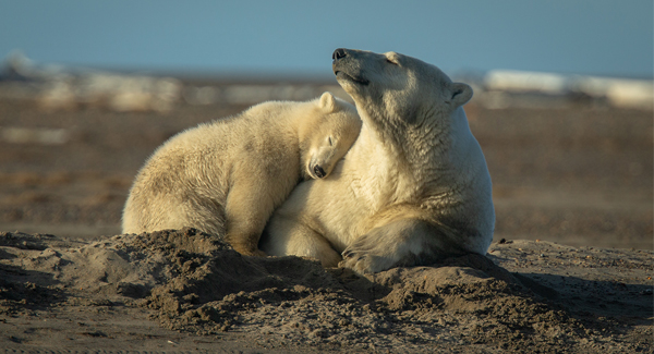Polar Bears cuddling in the Sand © Johanna Grasso