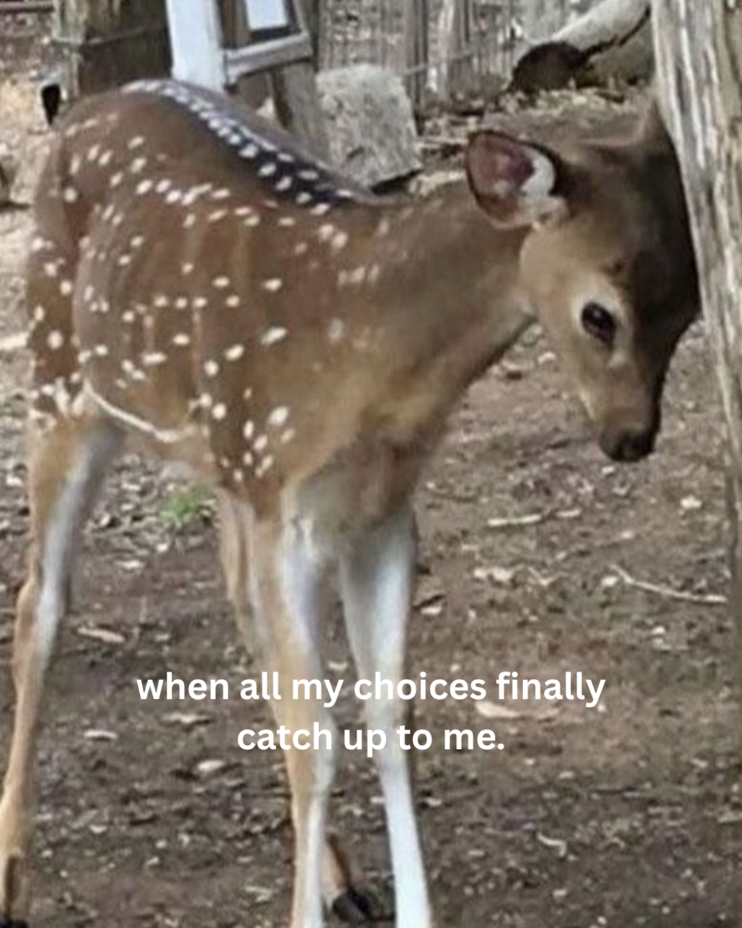 A baby deer butts its head against a tree. Text below this says: when all my choices finally catch up to me. 