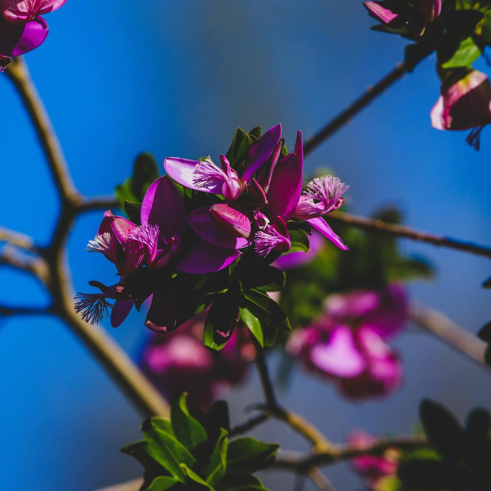 Magenta magnolias and dark green leaves bloom on a tree branch in front of a vibrant blue sky. 