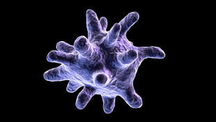 Two immune cells’ contact may be key driver in aging