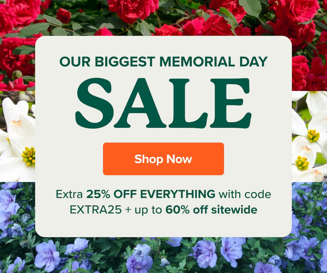 BIGGEST MEMORIAL DAY SALE IS HAPPENING NOW! Use code EXTRA25>>