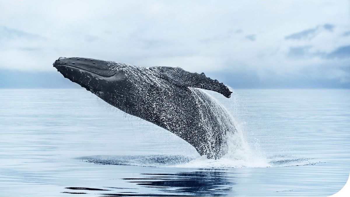 A whale breaches the waters of Alaska.