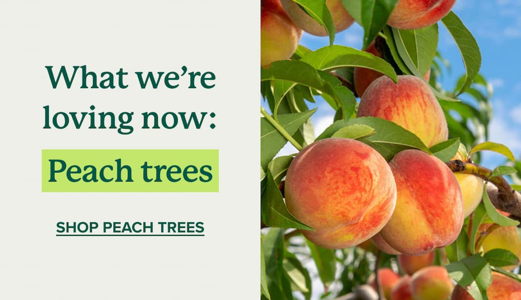 What we’re loving now: Peach trees. SHOP PEACH TREES>>