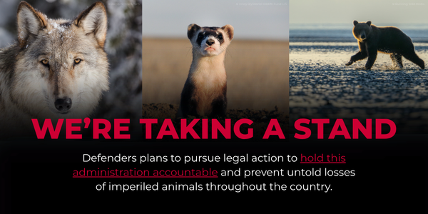 Gray Wolf © Jacob W. Frank/NPS | Black Footed Ferret © Kristy Bly/World Wildlife Fund-U.S. | Brown Bear © Running Wild Media