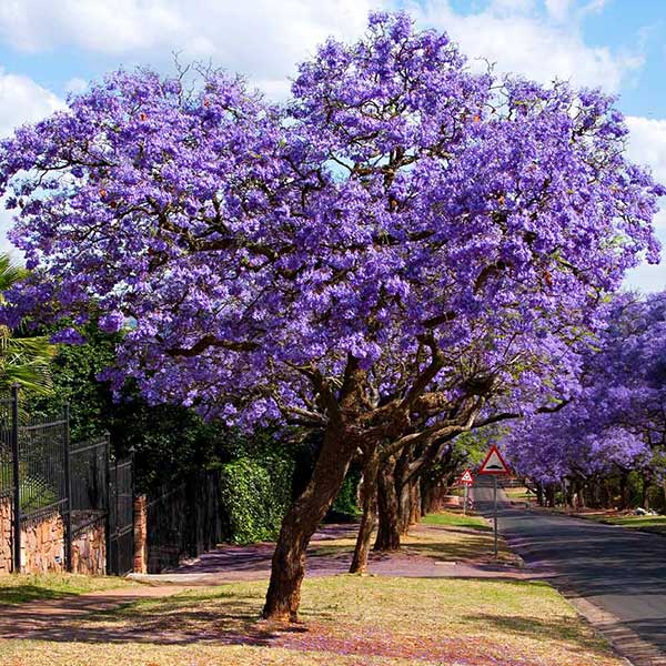 Image of Jacaranda Tree