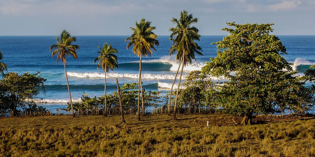 A shot of Tres Palmas from the shoreline, a wave breaking to the right can be seen behind a row of palm trees.