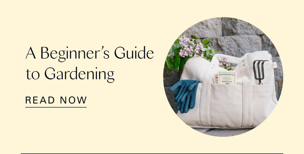 A Beginner’s Guide to Gardening