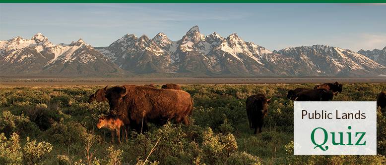 Bison