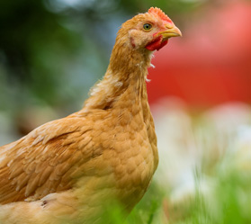 A chicken roaming outdoors in a field