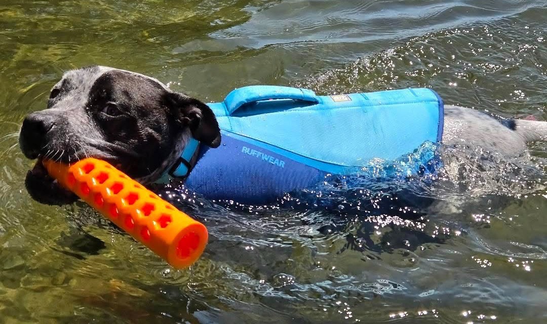 Dog in the water with their life jacket on.