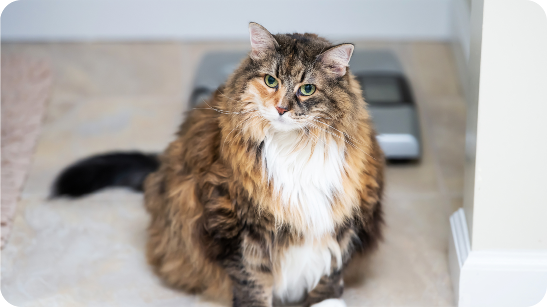 An overweight cat