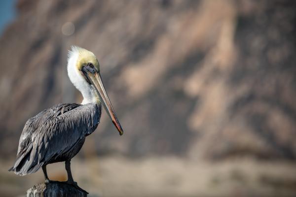 A brown pelican stands on a wooden post looking to the right against a blurred rocky background