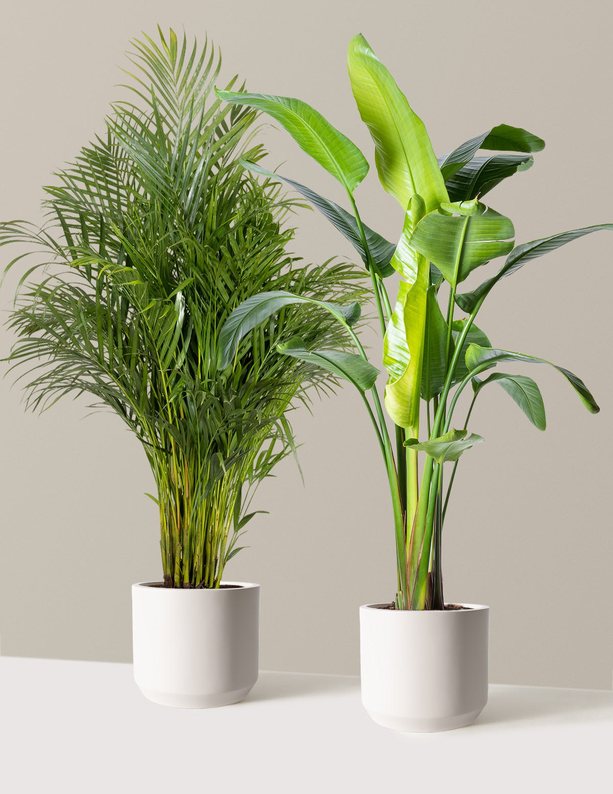 Image of Paradise Pair
