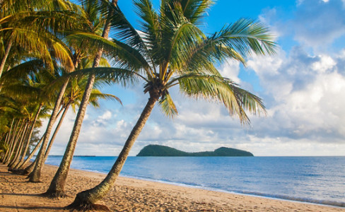 Palm Trees Tropical Beach Cairns