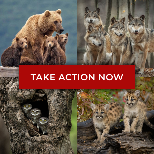 Four photos of wildlife stacked in a grid. Top left: grizzly bear mama with three cubs. Top right: four gray wolves standing together. Bottom left: three northern spotted owls in the crevice of a tree. Bottom right: two Florida panther kittens. A button in the center of the image reads: TAKE ACTION NOW.