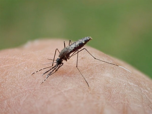 Mosquito biting into skin.