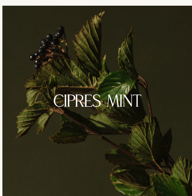 Cipres Mint