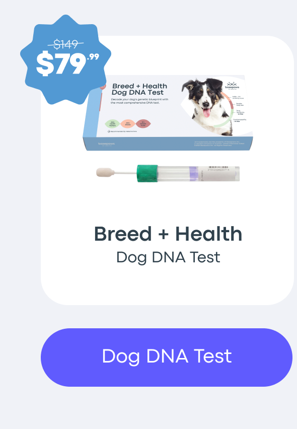 Dog DNA Test