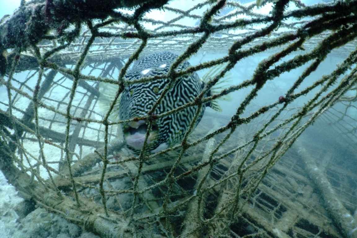 A pufferfish caught in a net