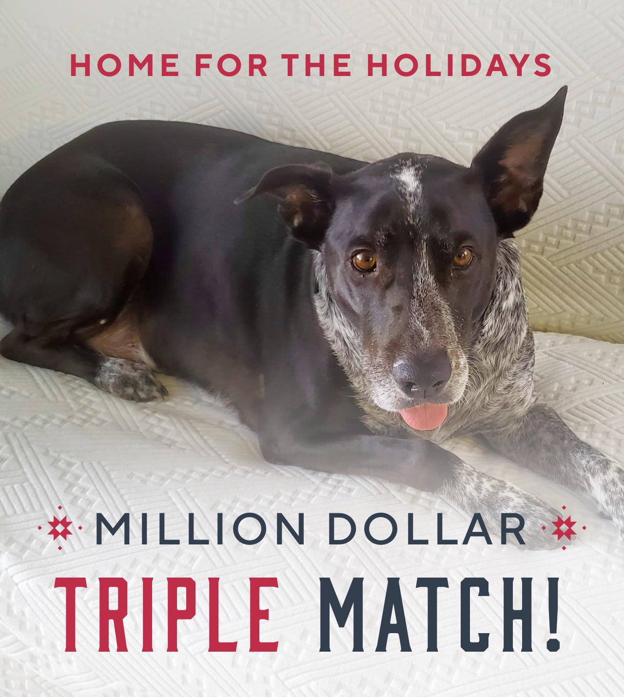 Image of Dog looking into the camera with the Caption: Home for the Holidays, MILLION DOLLAR TRIPLE MATCH!
