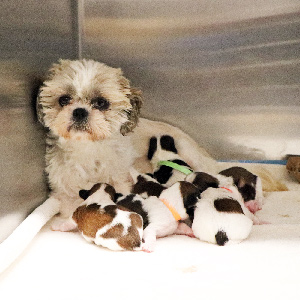 Mennett and Her Puppies