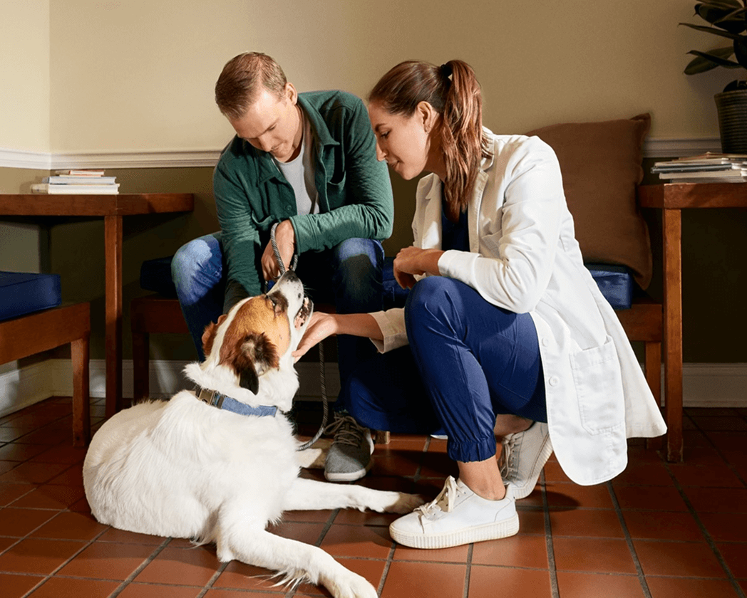 how-to-keep-your-dog-calm-and-happy-at-the-veterinarian