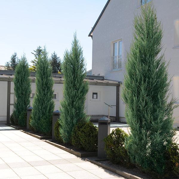 Image of Skyrocket Juniper