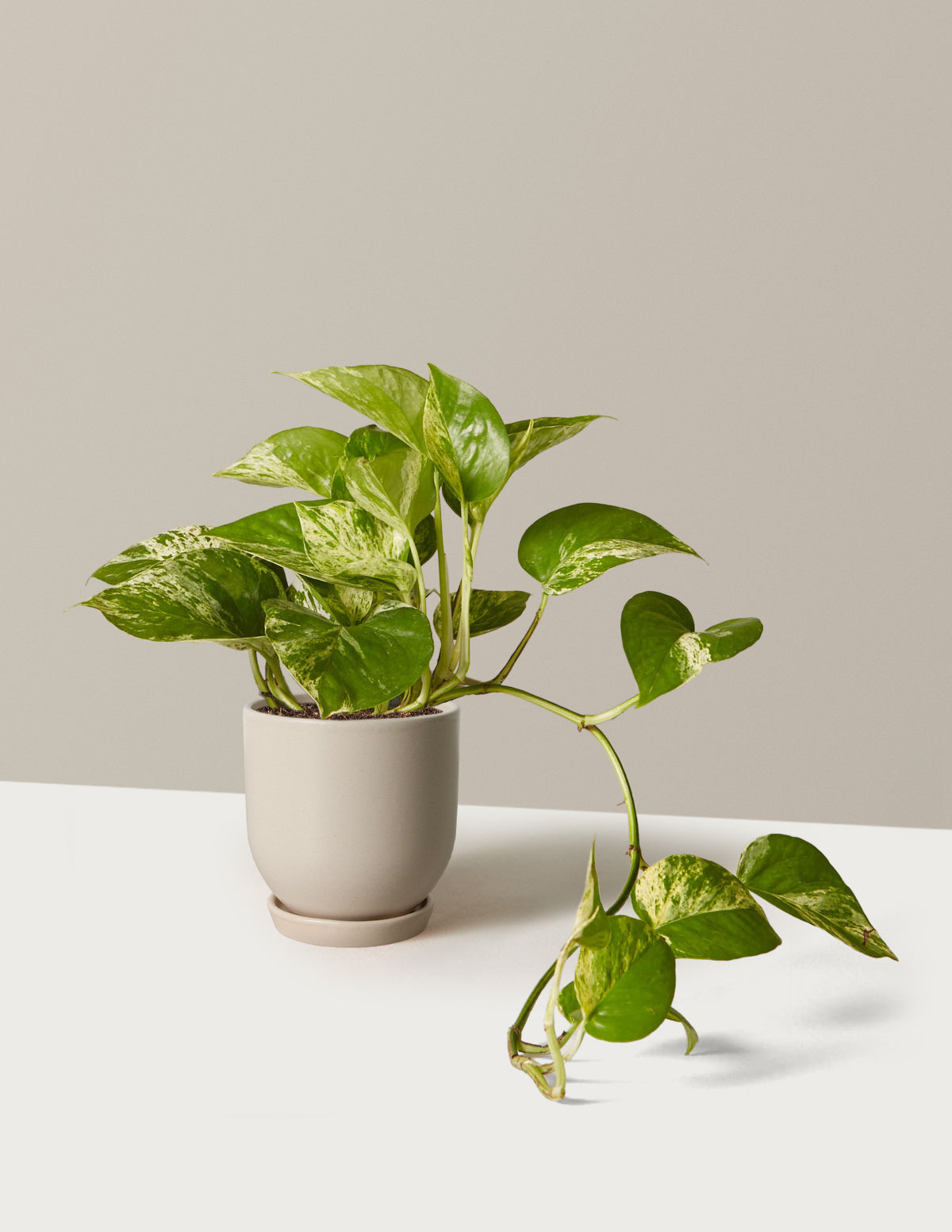 Image of Pothos Marble Queen