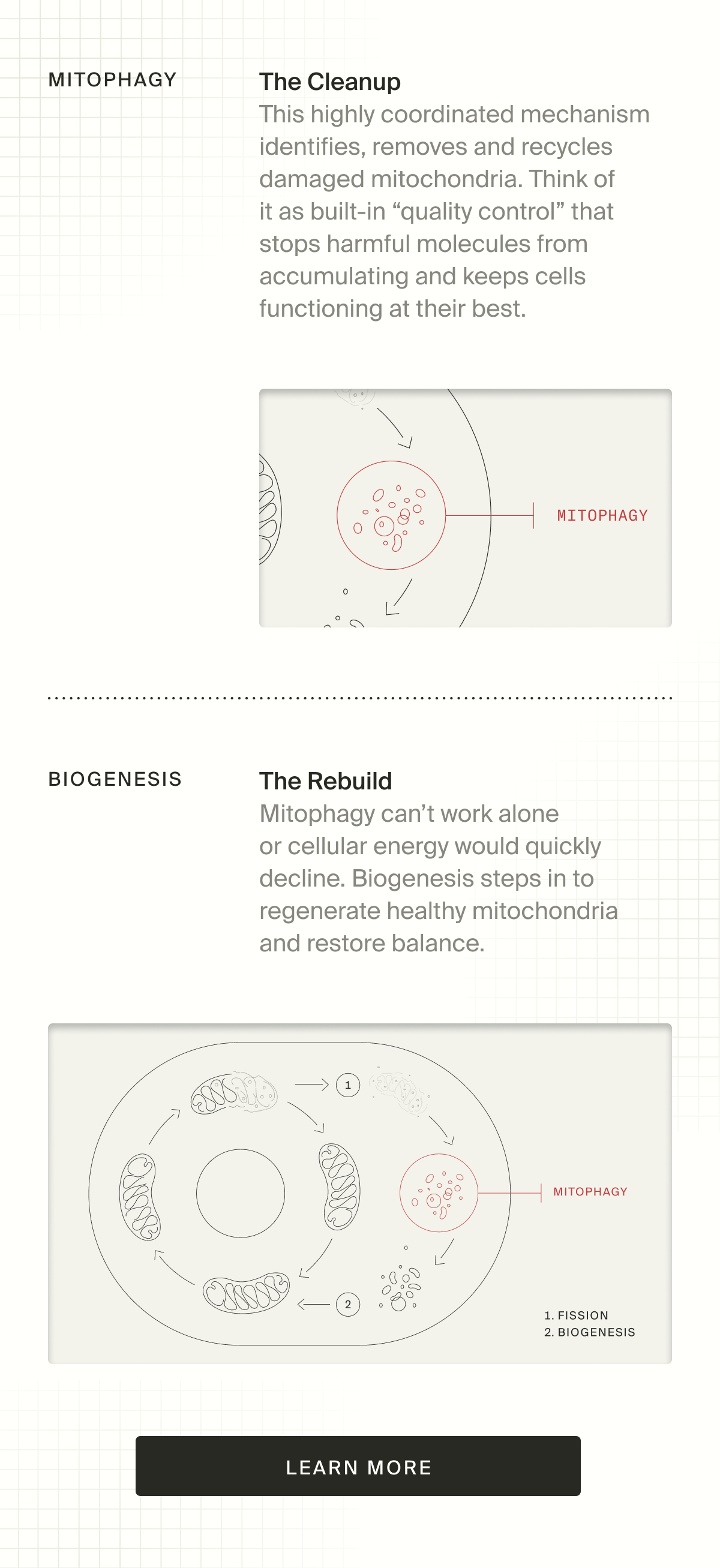 Mitophagy: The Cleanup; Biogenesis: The Rebuild | Learn More