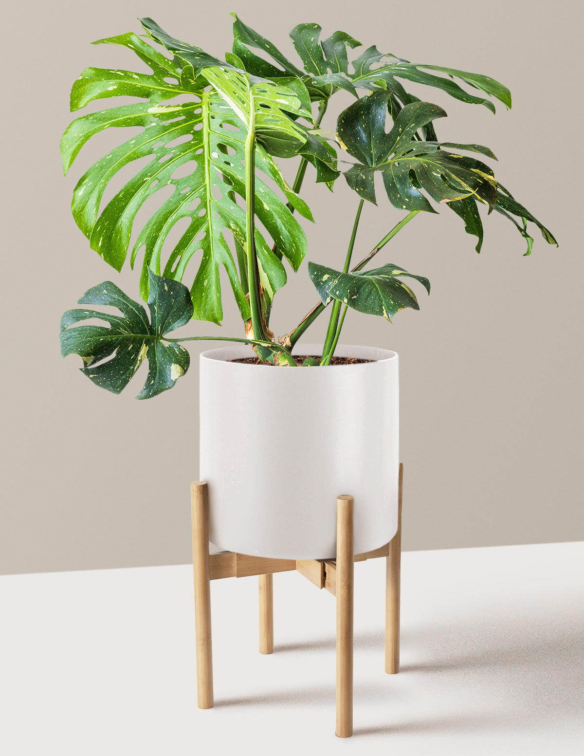 Image of Monstera Thai Constellation