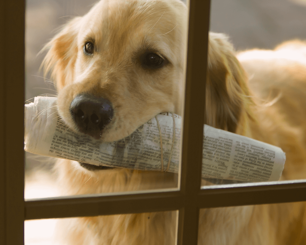 top-dog-news-of-2025