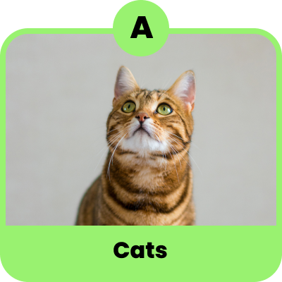 Cats