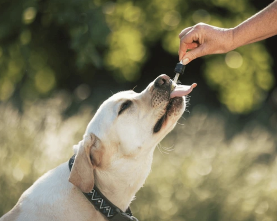 A white Labrador Retriever outside taking some supplements