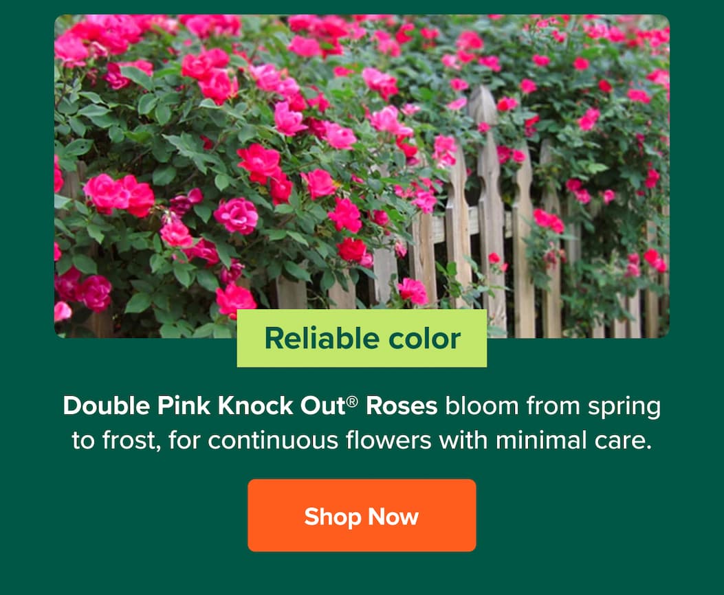 Reliable Color. Shop Double Pink Knock Out Roses Shrub>>