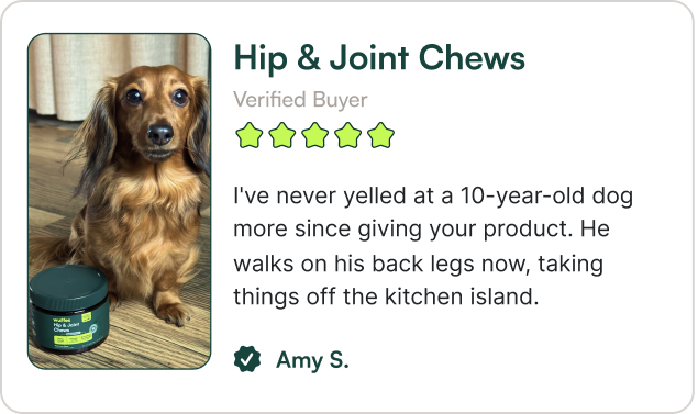 I've never yelled at a 10-year-old dog more since giving your product. He walks on his back legs now, taking things off the kitchen island.