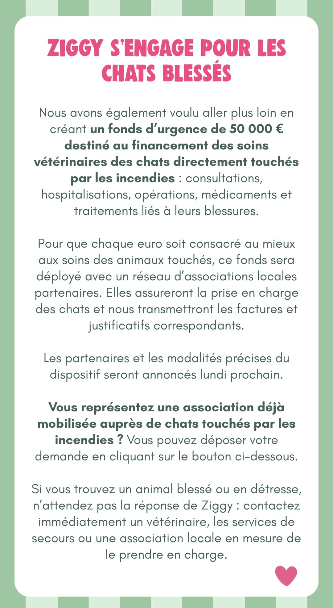 Ziggy auprès des chats blessés