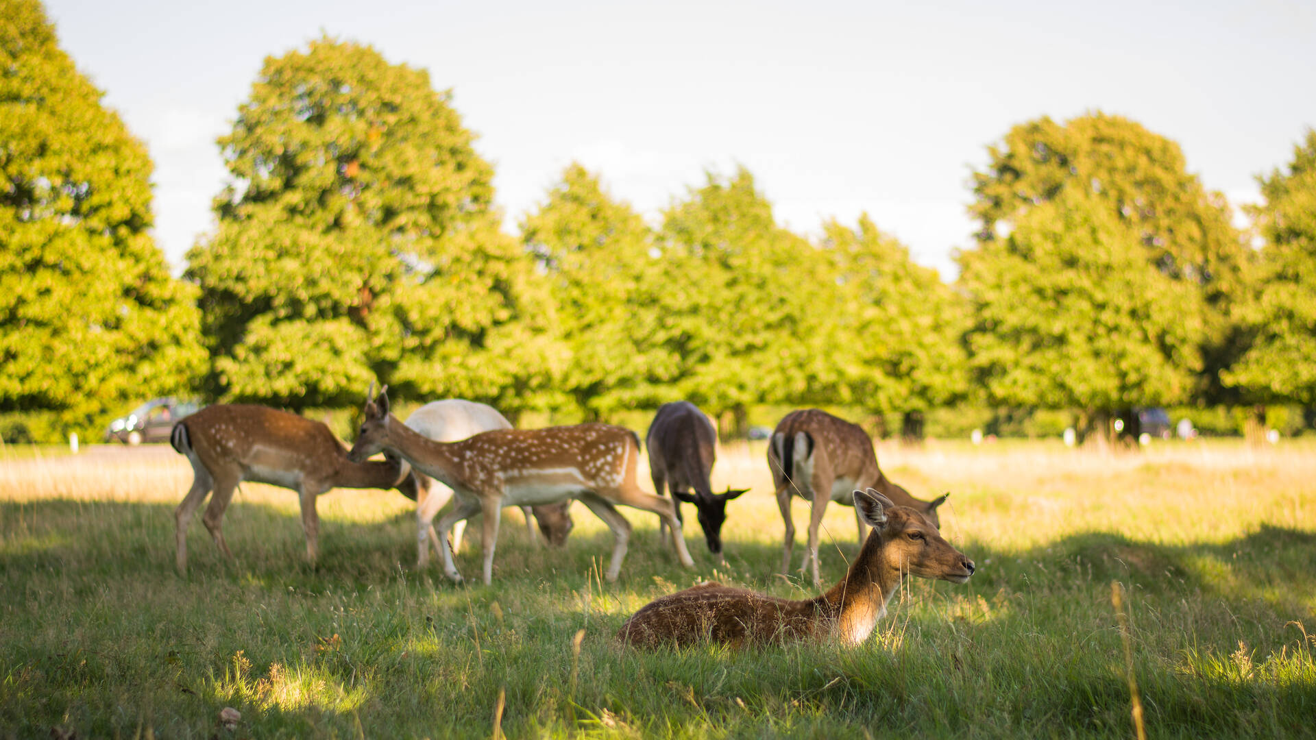 Deer