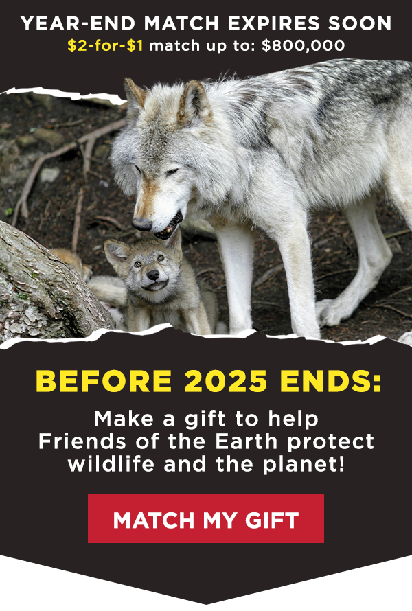 CLOSE UP WOLF AND PUPS IMAGE

YEAR-END MATCH EXPIRES SOON 

$2-for-$1 match up to: $800,000 

BEFORE 2025 ENDS: Make a gift to help Friends of the Earth protect gray wolves!  

Button: MATCH MY GIFT
