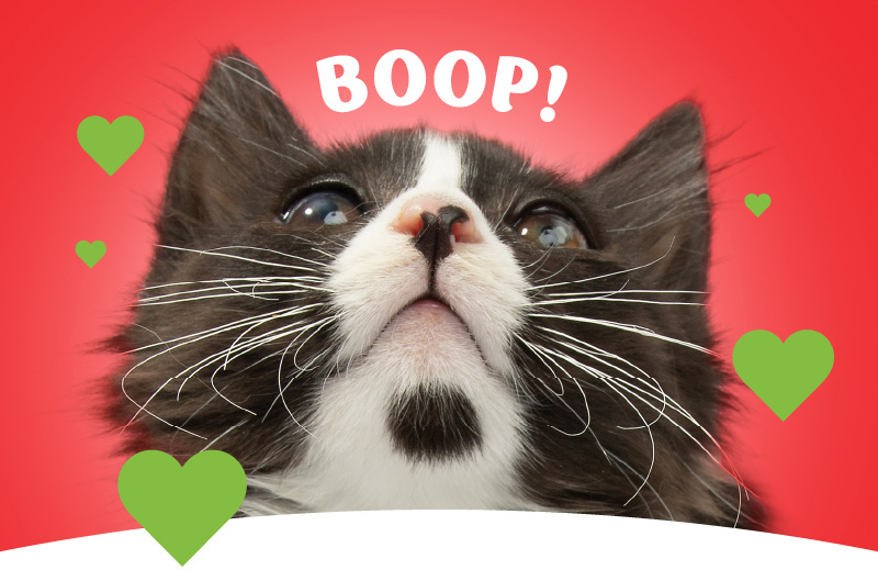 Boop!