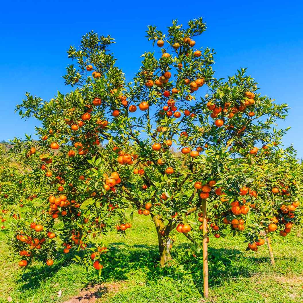 Image of Valencia Orange Tree