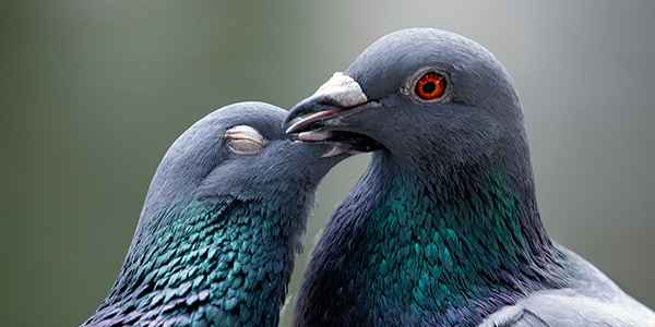 Close-up of two pigeons facing each other. One has its eyes closed and is resting its head on the other