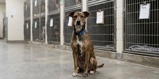 a dog sitting on the floor in front of cages at a shelter